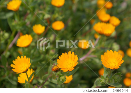 Winter-blossoming flowers Winter-blossoming flowers 2466944