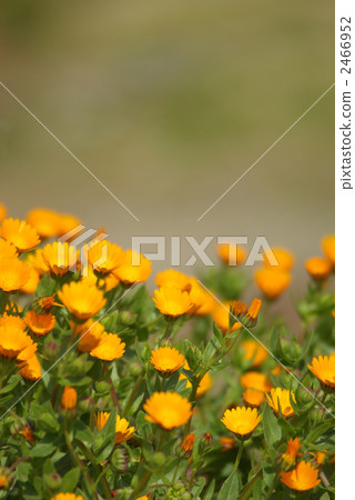 Winter-blossoming flowers Winter-blossoming flowers 2466952