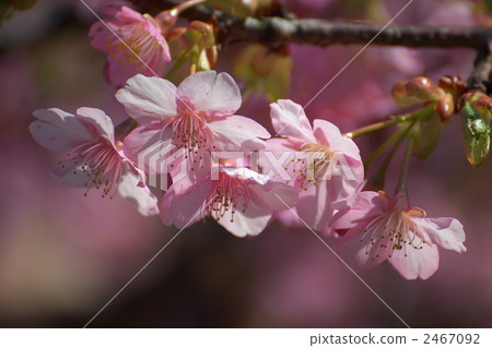 川角櫻桃花 河津櫻 植物 2467092