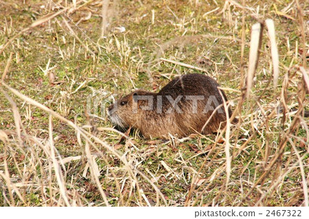 清水綠地的Nutria 清水綠地的Nutria 2467322