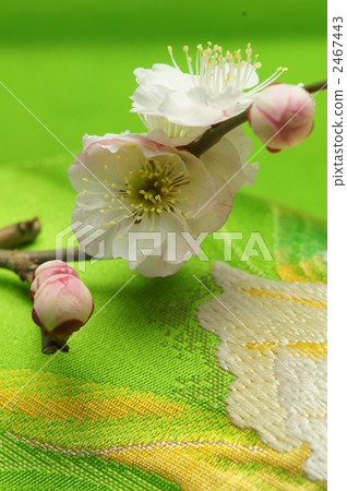 梅花_黃綠色 2467443