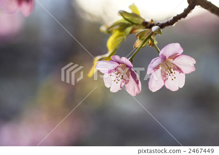 河津櫻花 2467449