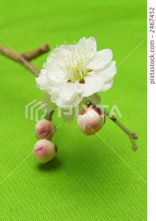 梅花_黃綠色 2467452