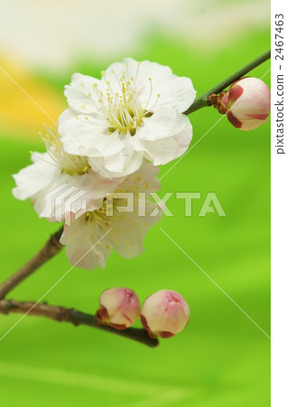梅花_黃綠色 梅花_黃綠色 2467463