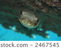 豪豬魚 2467545