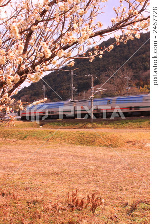 梅花 梅花 2467728