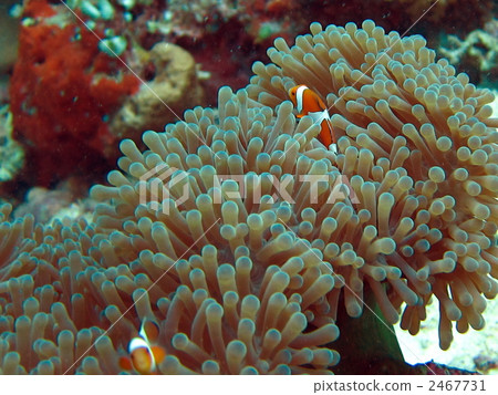 一對海葵女情侶？ 2467731