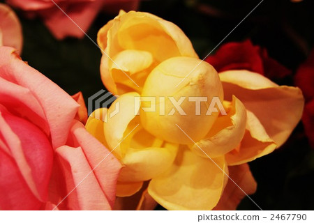 黃玫瑰 老玫紅 玫瑰 2467790