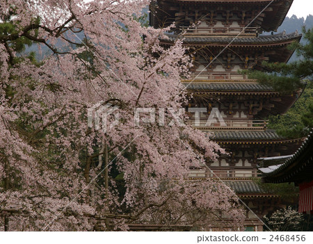 Daigoji 5層寶塔和櫻花 Daigoji 5層寶塔和櫻花 2468456