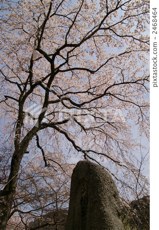 Cherry blossoms at Hase Temple Cherry blossoms at Hase Temple 2468464