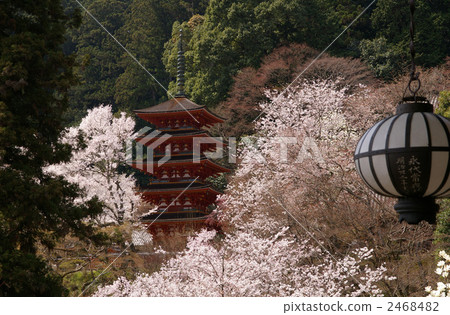 Five story pagoda and cherry blossoms at Hasedera 2468482