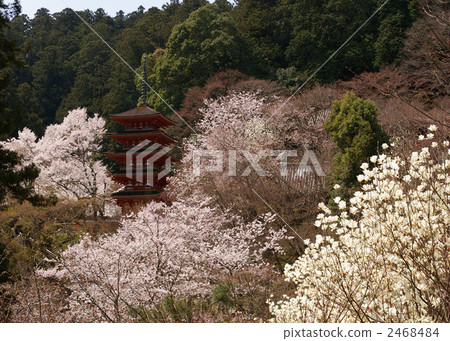 Five story pagoda and cherry blossoms at Hasedera 2468484