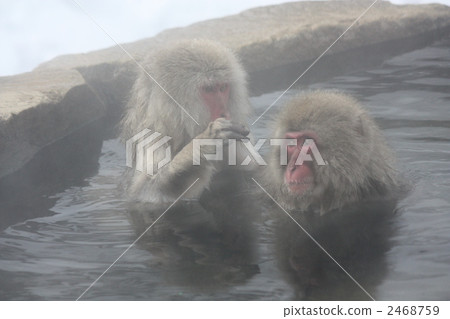 Jigokudani wild monkey park Jigokudani wild monkey park 2468759
