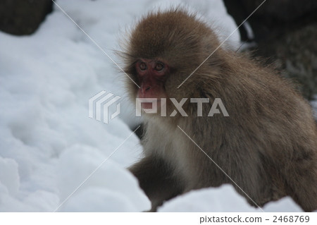 Jigokudani wild monkey park Jigokudani wild monkey park 2468769