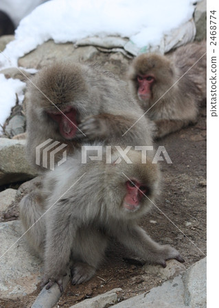 Jigokudani wild monkey park Jigokudani wild monkey park 2468774