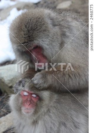 Jigokudani wild monkey park Jigokudani wild monkey park 2468775