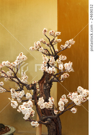 Bon'ume Bon'ume 2469032