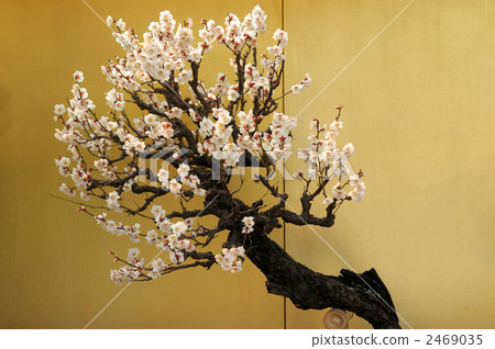 Bon'ume Bon'ume 2469035
