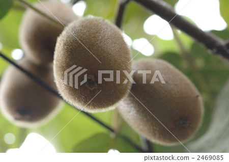 kiwifruit, food, foods 2469085