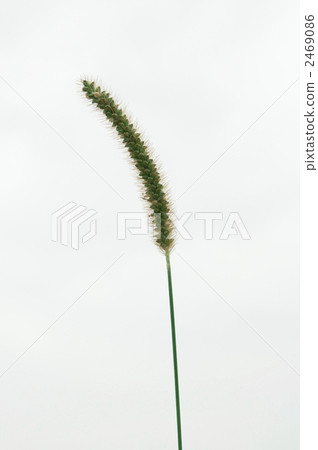 green foxtail, annual plant, herbaceous 2469086