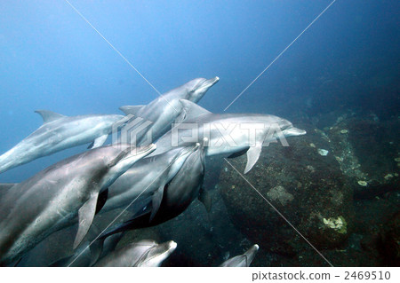 海洋動物 海豚 海洋和河流哺乳動物 2469510