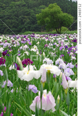愛麗思花園 鳶尾 神樂湖 2469712