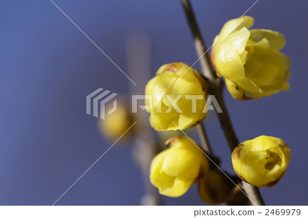 fragrant wintersweet, bud, botanic 2469979