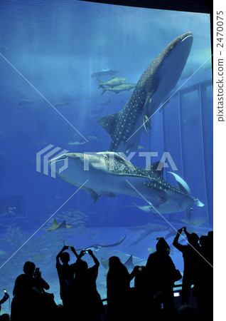Whale shark Whale shark 2470075