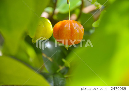 Pitanga Pitanga 2470089