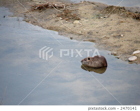 Nutria在水邊 Nutria在水邊 2470141