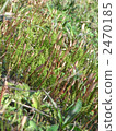 Tsukushi's group Tsukushi's group 2470185