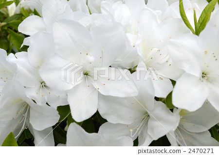 Azalea Azalea 2470271