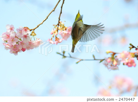 White-eye 2470447
