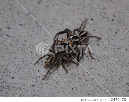 Spider fight 2470478