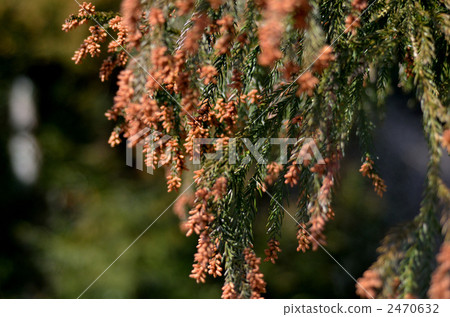 Cedar Cedar 2470632
