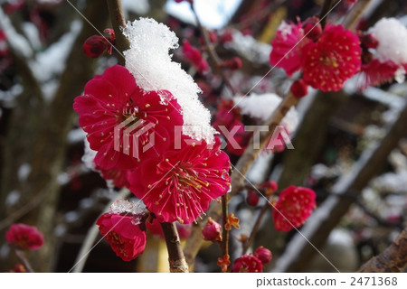 雪紅梅 2471368