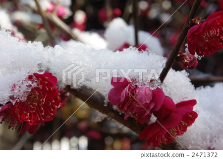 雪紅梅 2471372