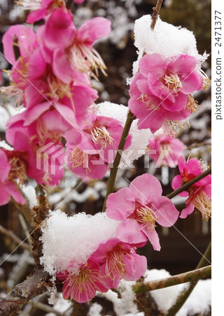雪梅 2471377