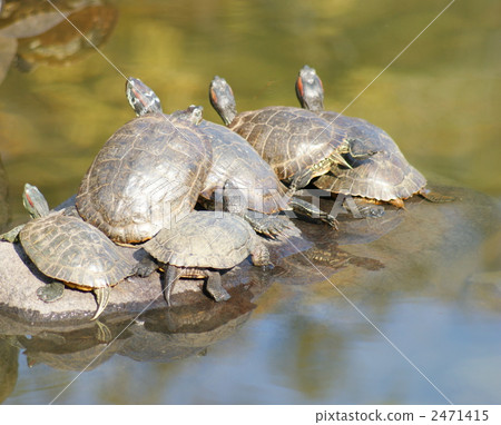 6只烏龜 2471415