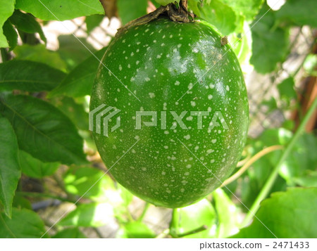fruit of passiflora, passion fruit, passionfruit 2471433