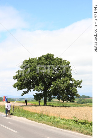 Seven Star Tree Seven Star Tree 2471445