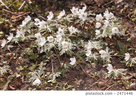 Setsubun Setsubun 2471446