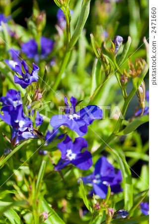 半邊蓮 半邊蓮 2471660