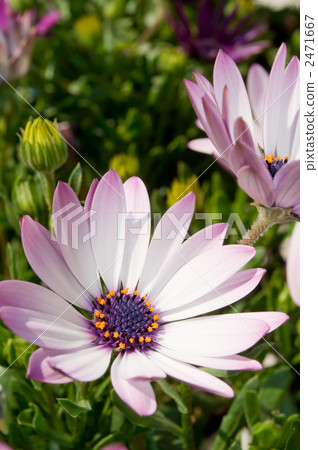 Dimorphoseca 2471667