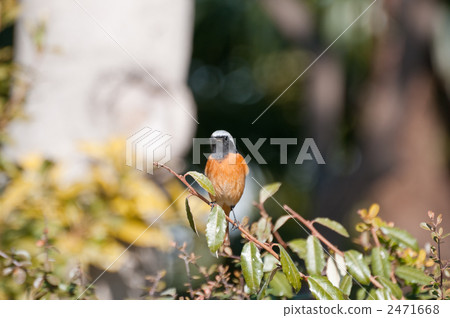 Kotobuki Kotobuki 2471668