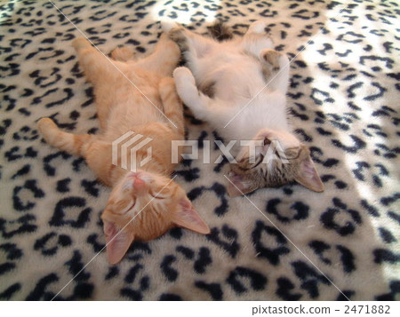 小貓 兄弟 毛孩 2471882