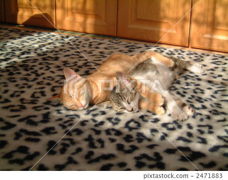 同胞 小貓 毛孩 2471883