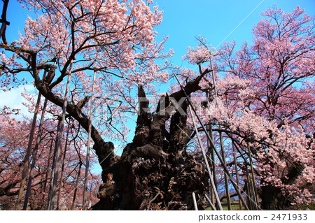 Sayaka Yamakuchi Sayaka Yamakuchi 2471933