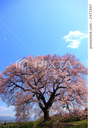 王金祖的櫻花 2471947