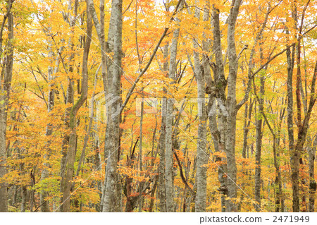 山毛櫸森林秋葉 2471949